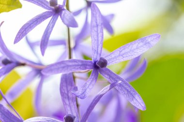 Yakın çekim - mor sümbül çiçeği