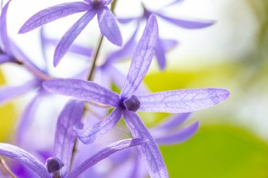 Mor ve beyaz bir orkideye yakın dur.