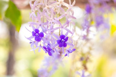 Bahçedeki güzel mor çiçekler