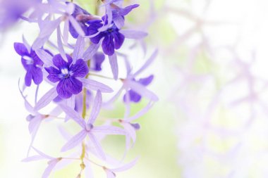 Bahçedeki güzel çiçekler