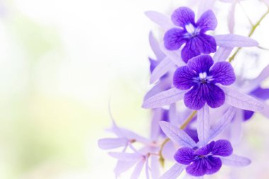 Mavi orkide çiçeklerini kapat