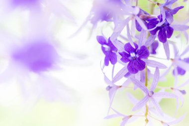 güzel bahar çiçekleri arka plan