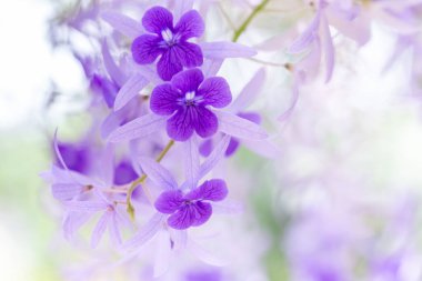 Yazın bahçede güzel mor fenox çiçekleri.