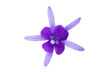 Beyaz arka planda izole edilmiş mor çiçek. bahar çiçeği.