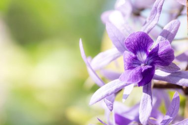 Bir menekşe çiçeğine yaklaş