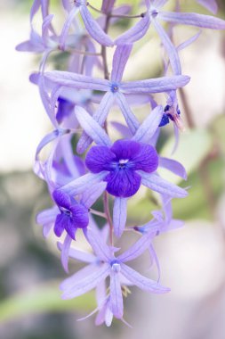 Bahçedeki güzel mor orkide