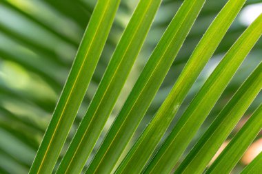 Yeşil palmiye yapraklarının görüntüsünü kapat