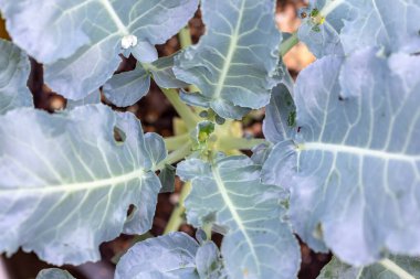 Yatakta büyüyen yeşil lahana.