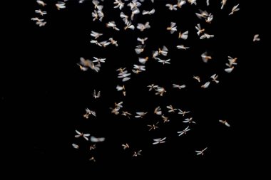 Koyu arkaplanda güzel beyaz çiçekler