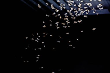 Beyaz bir kelebeğin yakın çekimi.