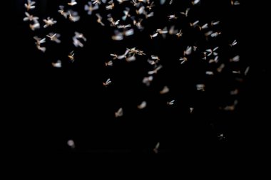 Gece gökyüzünde uçan kelebekler