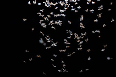 Uçan kelebekler, soyut fotoğraf, renk arkaplan