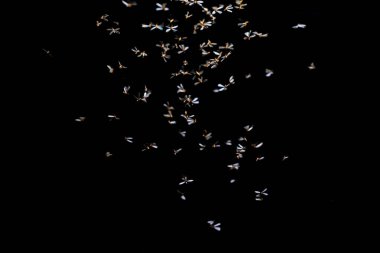 Siyah arkaplanda beyaz sinek