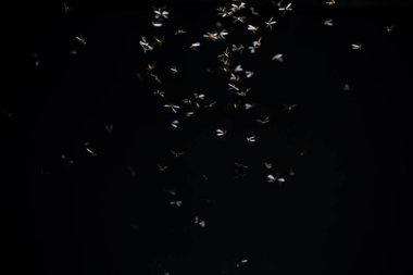 Havada bir sürü uçan kelebek, siyah ve beyaz