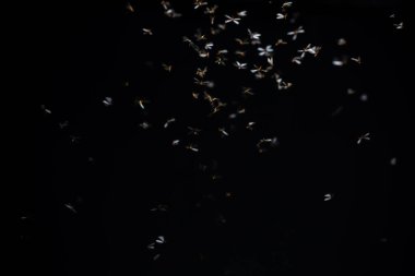 Gece gökyüzünde uçan bir arı sürüsü, havada uçuyor..