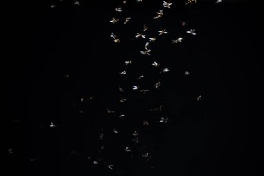 Karanlık arka planda uçan arılar