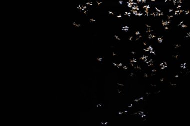 Siyah arkaplanda uç