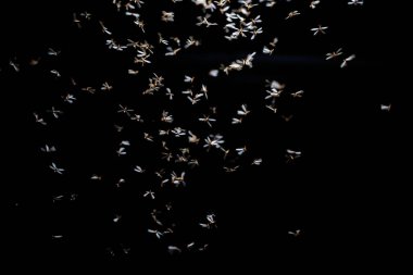 Siyah arka planda uçan sinek