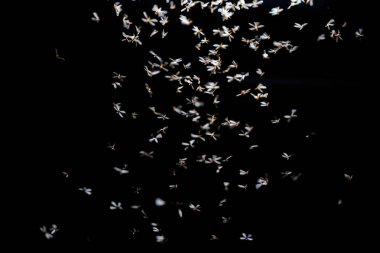 Siyah arkaplanda beyaz sinek