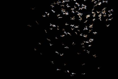 izole üzerinde siyah arka plan fly