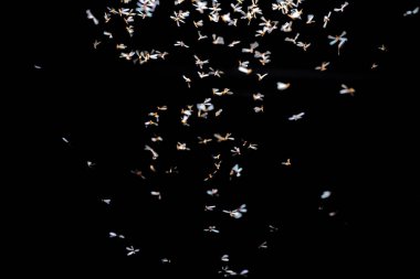 Havada güzel kelebekler