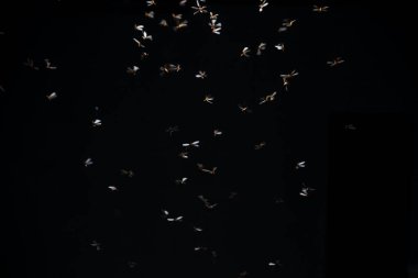 Siyah arka planda küçük siyah karıncaların uçuşu.