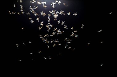 kuşlar gökyüzünde uçan akın