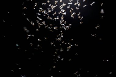 Karanlıkta uçan arı