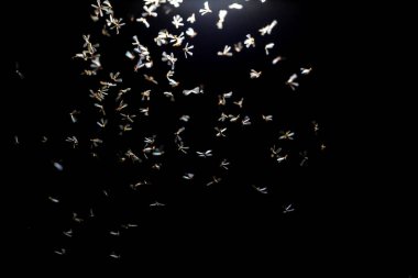 Gökyüzünde uçan kuş sürüsü