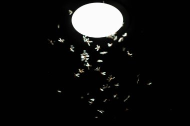 Birçok küçük beyaz örümcek siyah bir arka planda uçuyor.