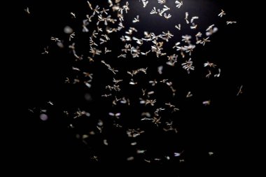 Siyah arka planda uçan bir kuşun güzel bir görüntüsü.