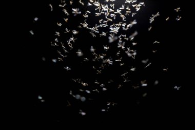 Parlak bir arka planı olan güzel bir uçan kelebek görüntüsü.