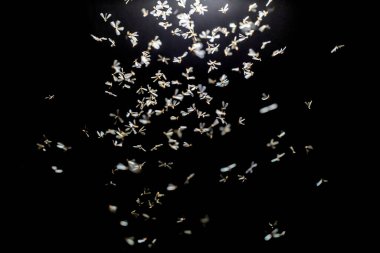 güzel beyaz ve sarı karahindiba siyah arkaplanda, yakın plan