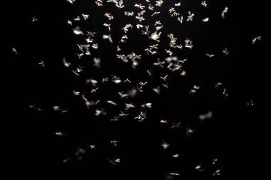 Gece gökyüzünde uçan kelebekler