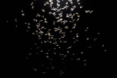 Bir sürü uçan kelebek.