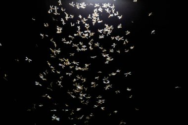 Siyah arka planda güzel beyaz kelebekler