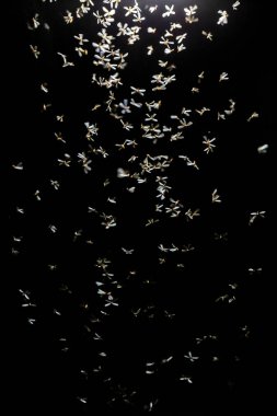 Siyah arkaplanda güvercin sürüsü