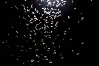 Gece ışığında uç.