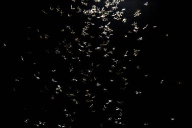 Geceleri uçan arılar