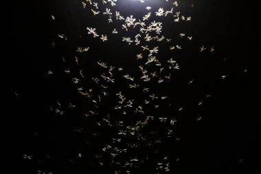 Gece gökyüzünde uçan güzel kelebekler