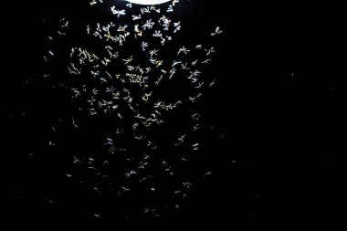 Gece gökyüzünde beyaz ve mavi yıldızlar