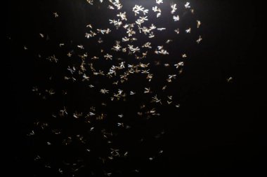 Gece gökyüzünde uçan güzel kelebek