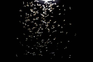 Yerde bir güvercin sürüsü