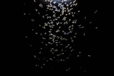 Siyah arkaplanda ampuller, kapatın.