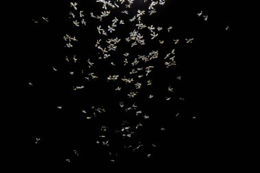 Uçan kuşlar, uç, uç, kara