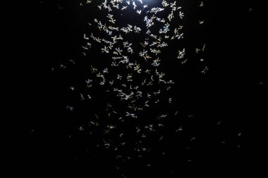 Siyah arka planda güzel bir kelebek