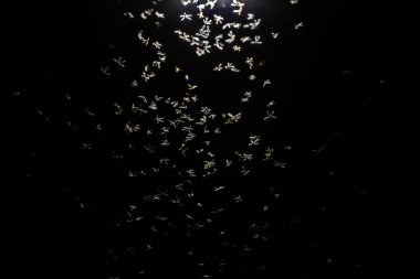 Bir sürü uçan örümcek.