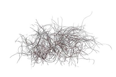 Beyaz arka planda izole edilmiş bir grup kuru dalın yakın çekimi