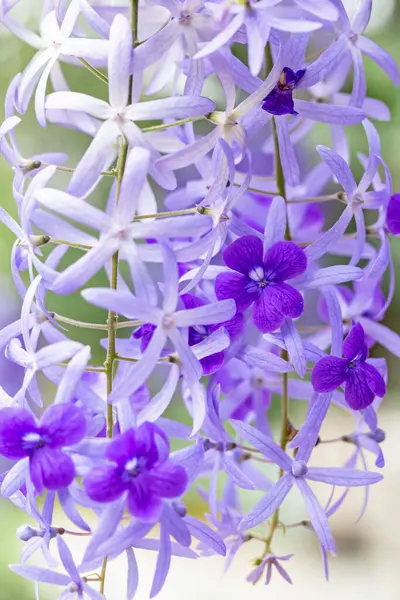 Parktaki mor çiçeklere yakın çekim.