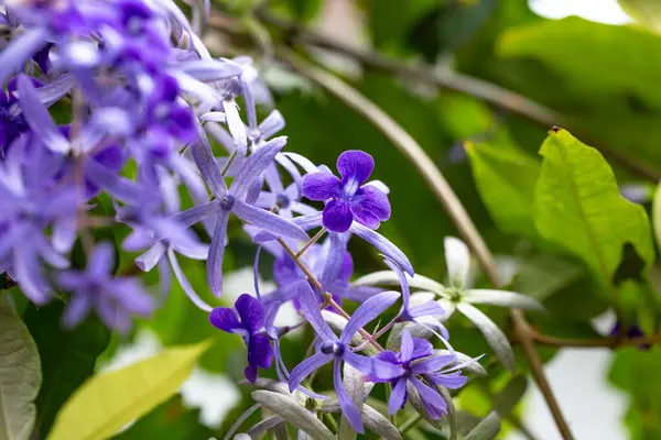 Bahçedeki güzel mor orkide çiçeği